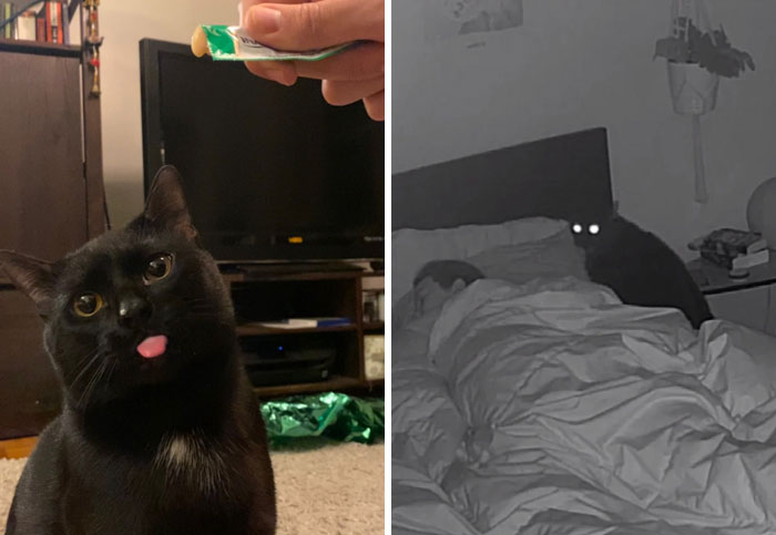 It-Was-Devil-Funny-Animal-Pics