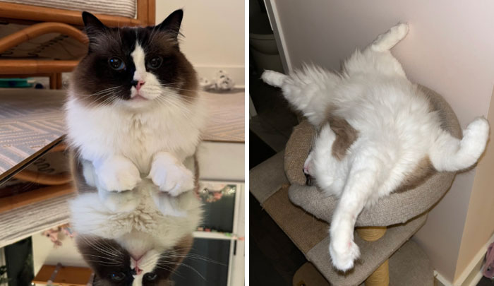 It-Was-Devil-Funny-Animal-Pics