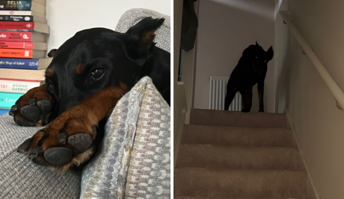 It-Was-Devil-Funny-Animal-Pics