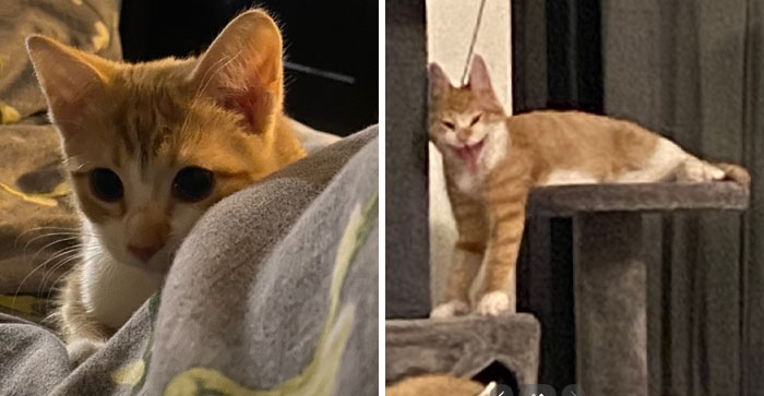 It-Was-Devil-Funny-Animal-Pics