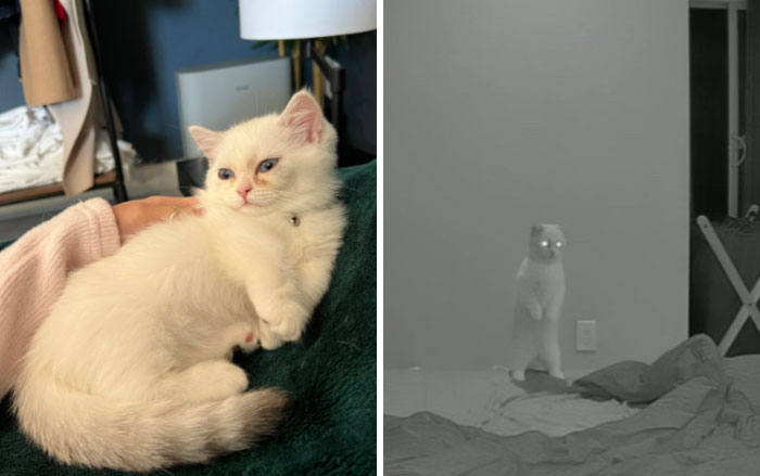 “That Wasn’t My Best Friend, It Was The Devil”: 30 Hilarious Pets Being Sweet, Then Evil