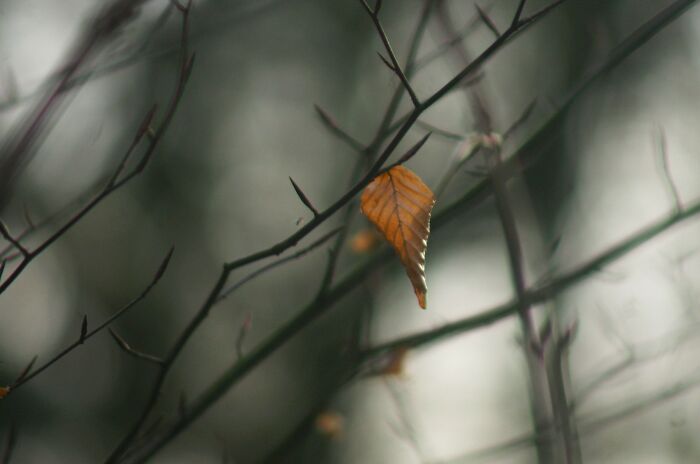 A Lonely Leaf
