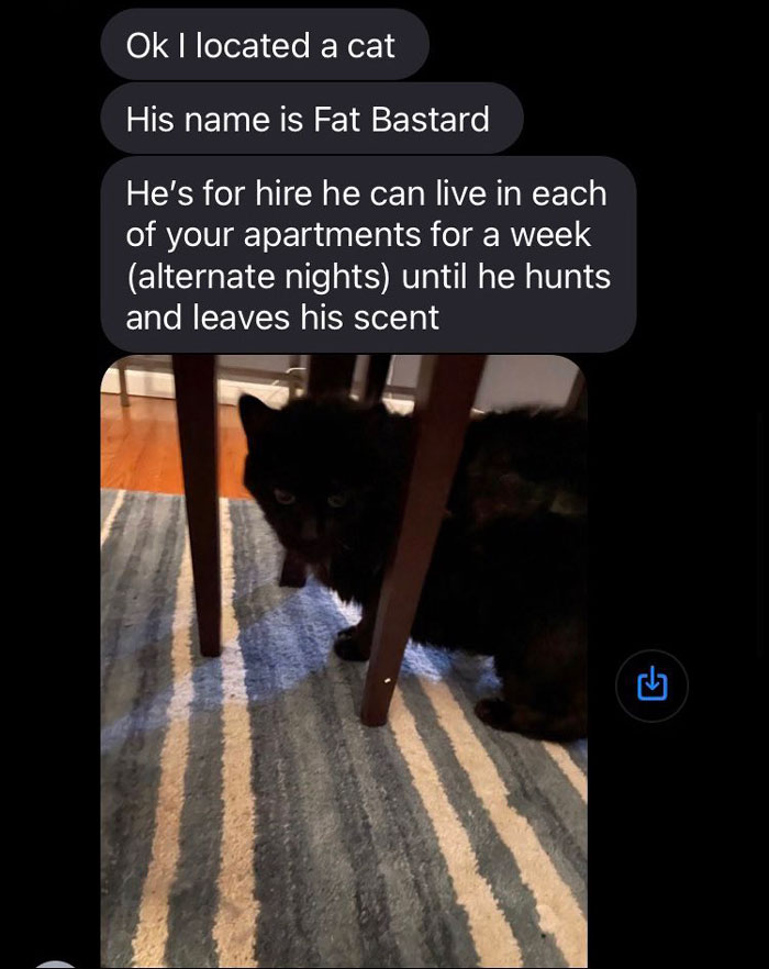Woman Shares A Hilarious Conversation Between Her And Her Landlord Who Hired A Cat As Pest Control