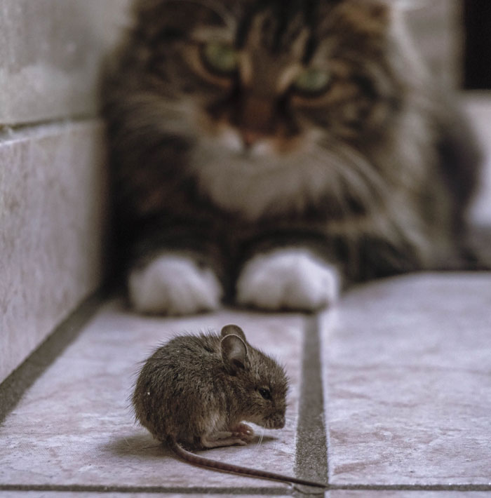 Woman Shares A Hilarious Conversation Between Her And Her Landlord Who Hired A Cat As Pest Control