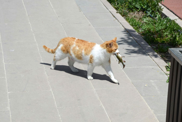 Woman Shares A Hilarious Conversation Between Her And Her Landlord Who Hired A Cat As Pest Control
