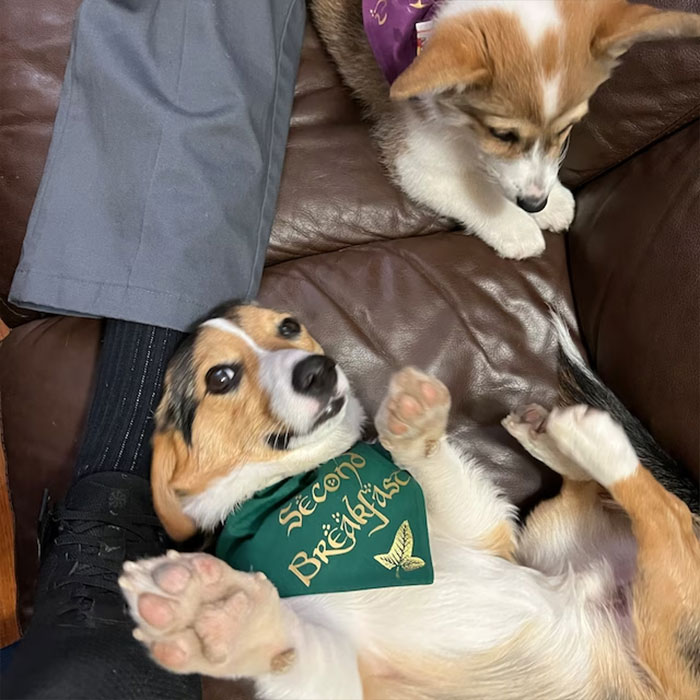  'Second Breakfast' Bandana - For Your Furry Hobbit's Quest For An Extra Meal In True LOTR Style!