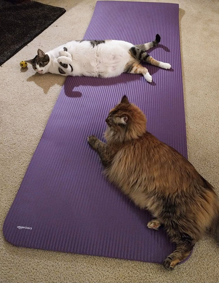 A Cushy Thick Exercise Yoga Mat That Brings The Comfort Of Your Bed To Your Yoga Routine - Say Goodbye To Sore Joints And Embrace That Ultimate Zen Mode!