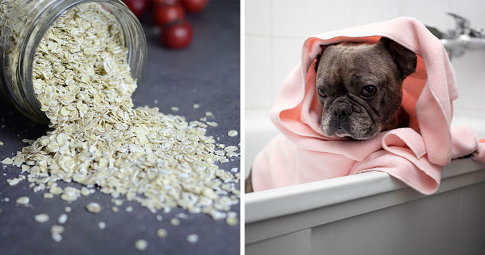 Oatmeal Bath for Dogs: A Step-by-Step Guide for Itchy Skin