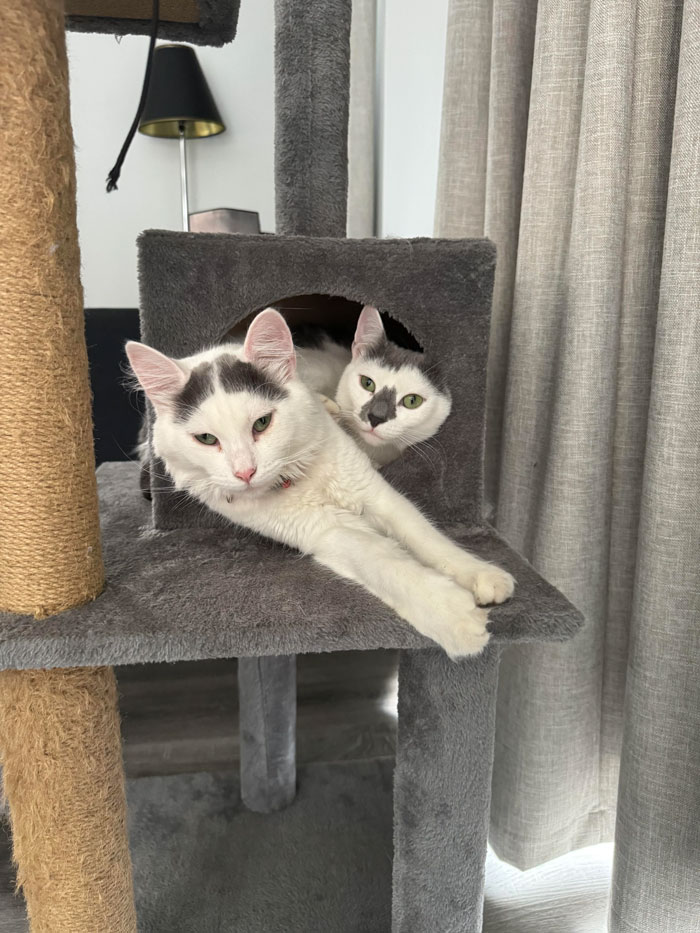 Adopted These Two A Few Weeks Ago… Bobcat And Forklift