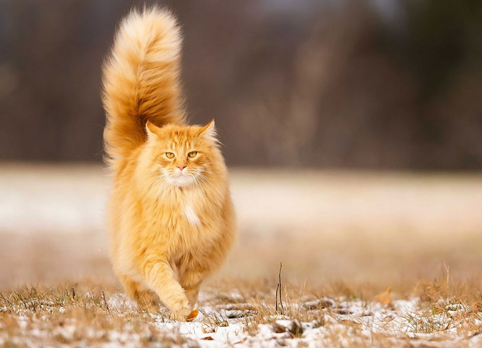 Orange cat walking gracefully outdoors, showcasing typical cat behavior.