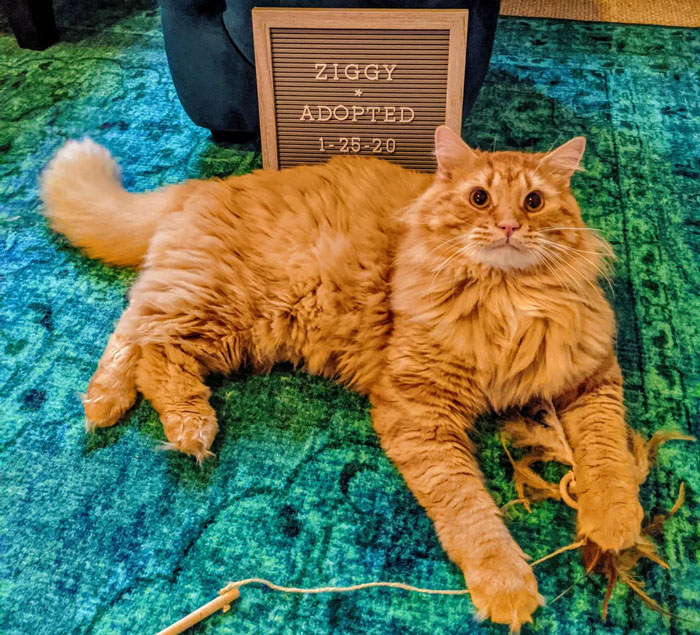Fluffy orange cat lying on a blue-green rug with a toy, next to an adoption sign.