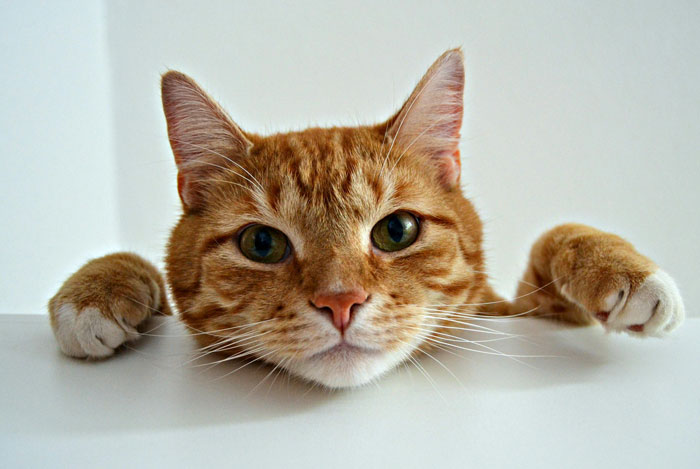 Orange cat playfully peeking over a ledge, showing curious behavior.