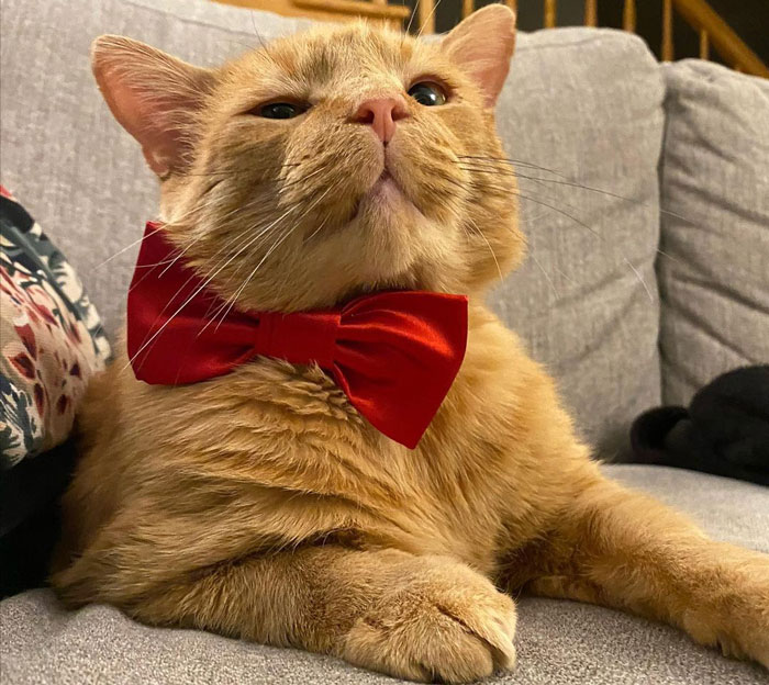 Orange cat wearing a red bow tie, lounging on a gray couch.