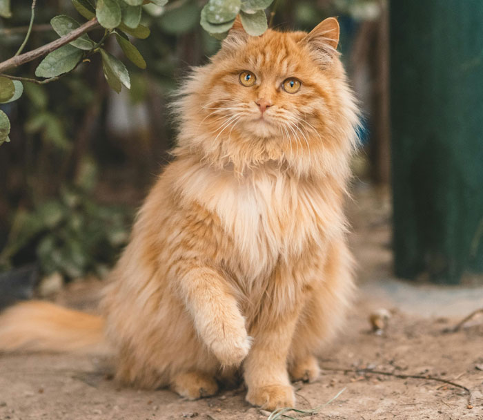Fluffy orange cat sitting outdoors, showing curious behavior.