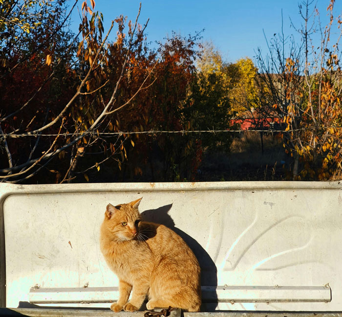 Orange cat sitting on a bench in a garden with autumn trees in the background.