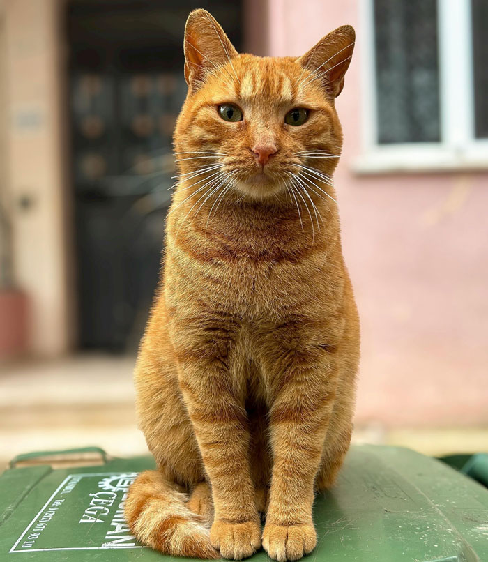 Orange cat sitting calmly outdoors, looking directly at the camera.