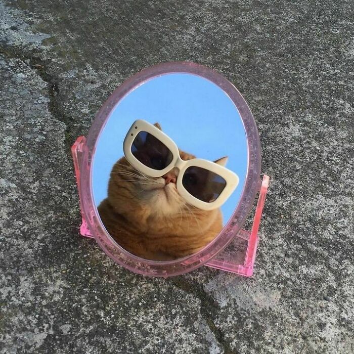 Funny-Unusual-Animal-Pics