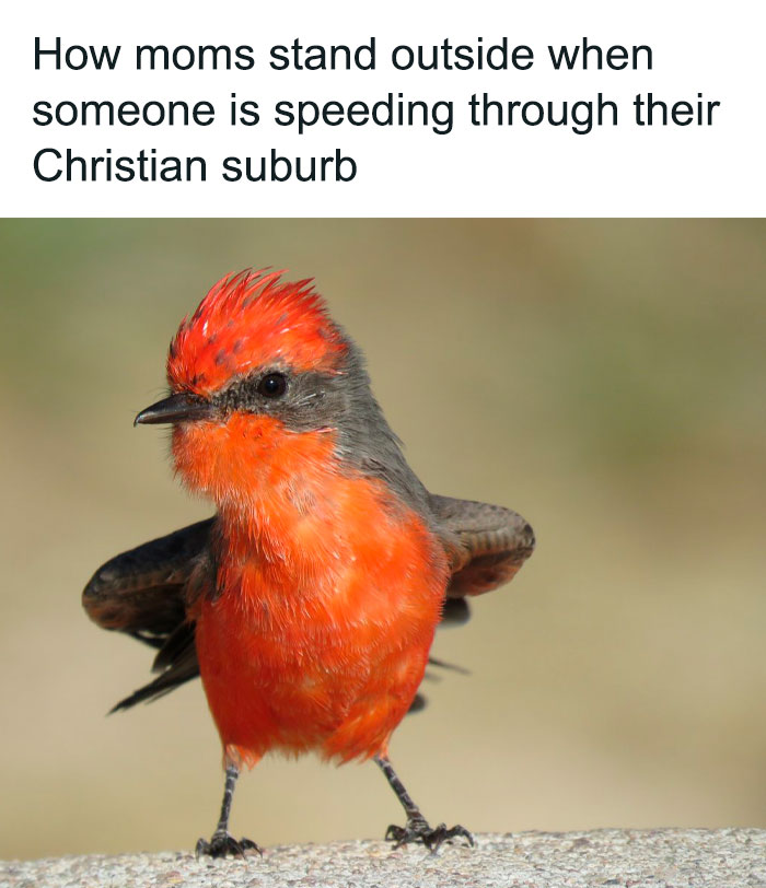 Funny-Bird-Memes