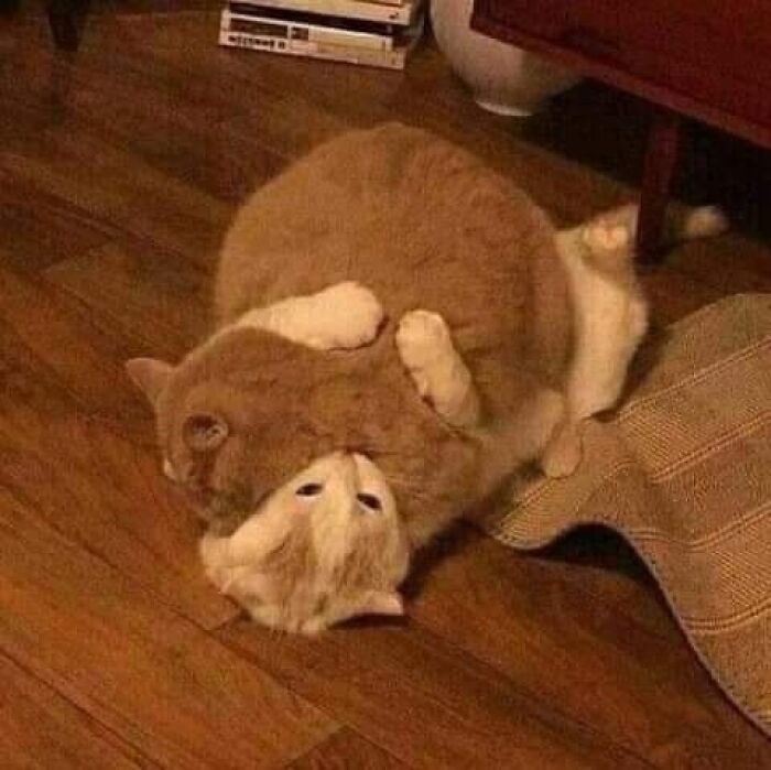 Funny-Unusual-Animal-Pics