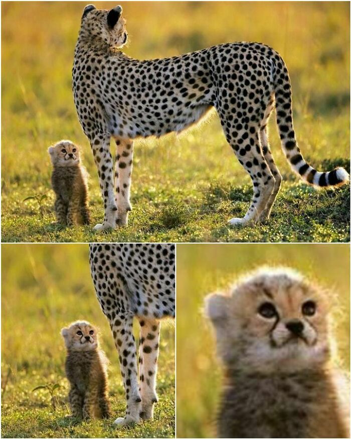 Funny-Unusual-Animal-Pics