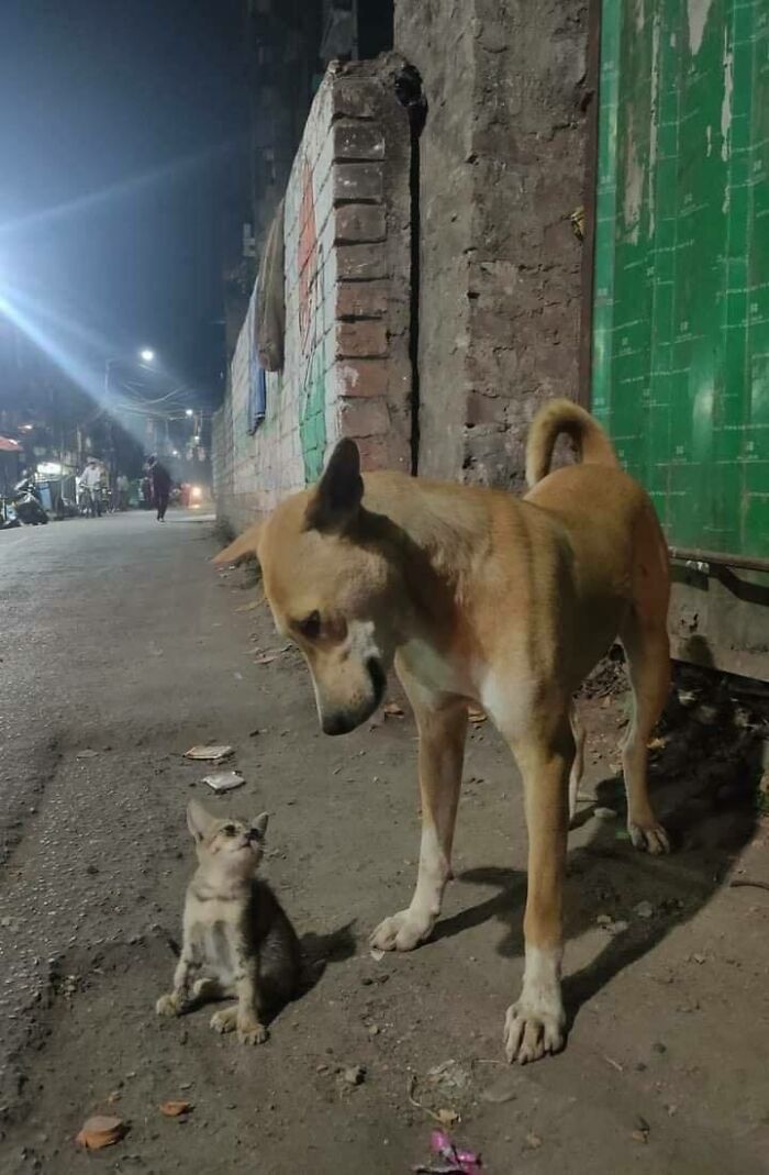 Funny-Unusual-Animal-Pics