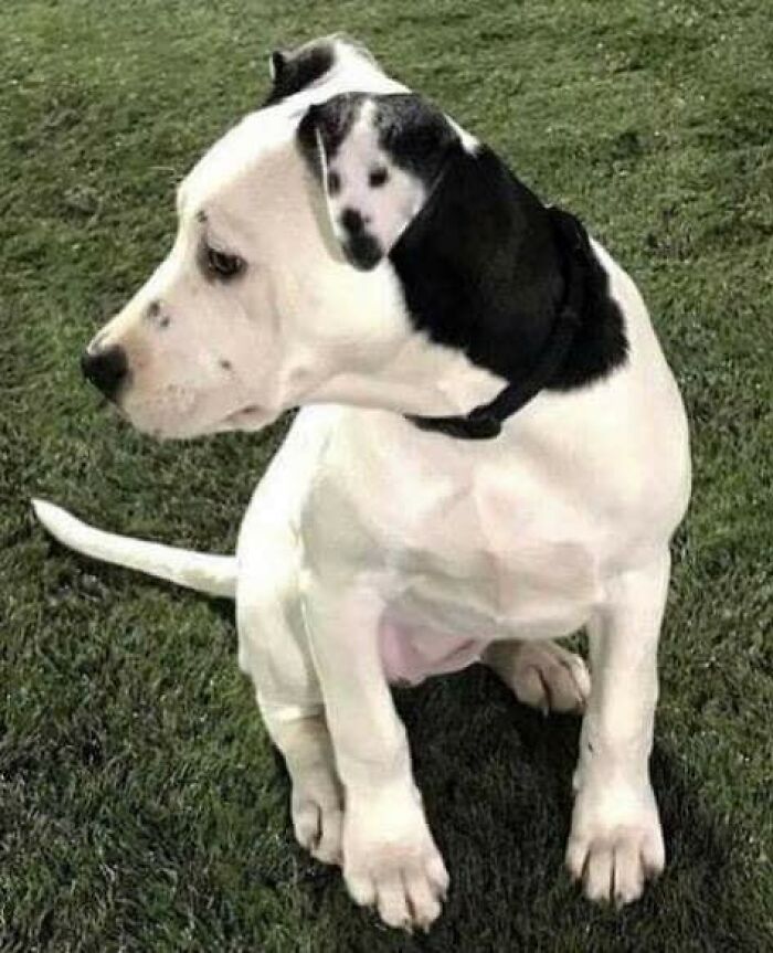 Funny-Unusual-Animal-Pics