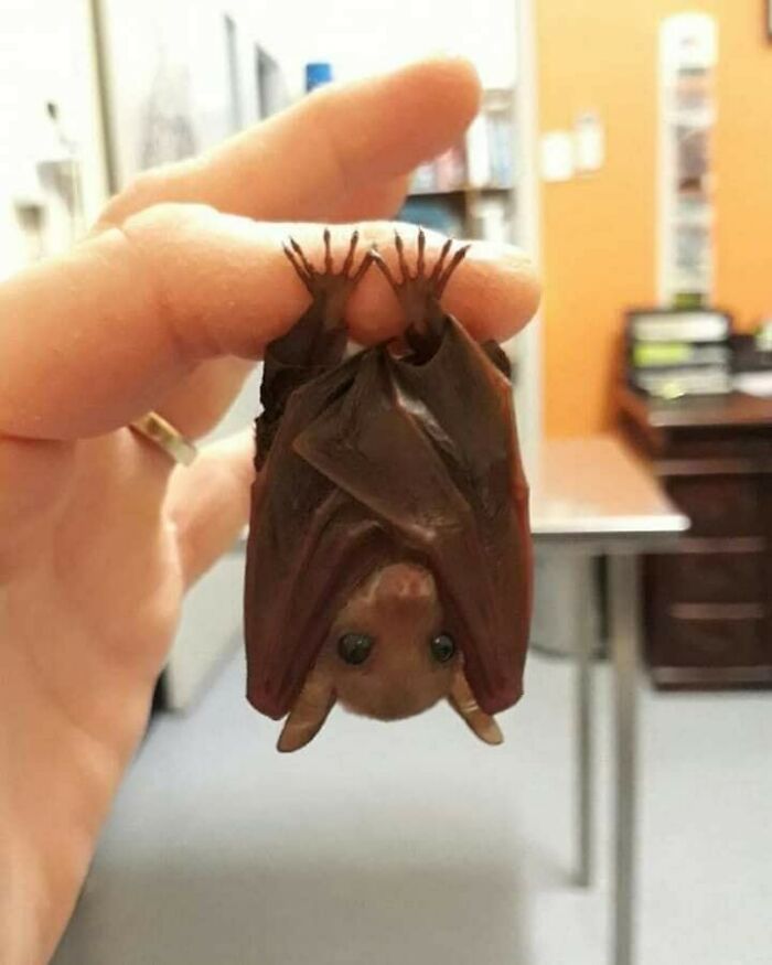 Funny-Unusual-Animal-Pics