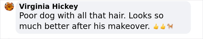 Barney The Dog Relieved After Rescuers Shave Off 7.8 Kg Of Matted Fur