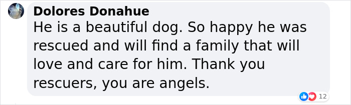 Barney The Dog Relieved After Rescuers Shave Off 7.8 Kg Of Matted Fur