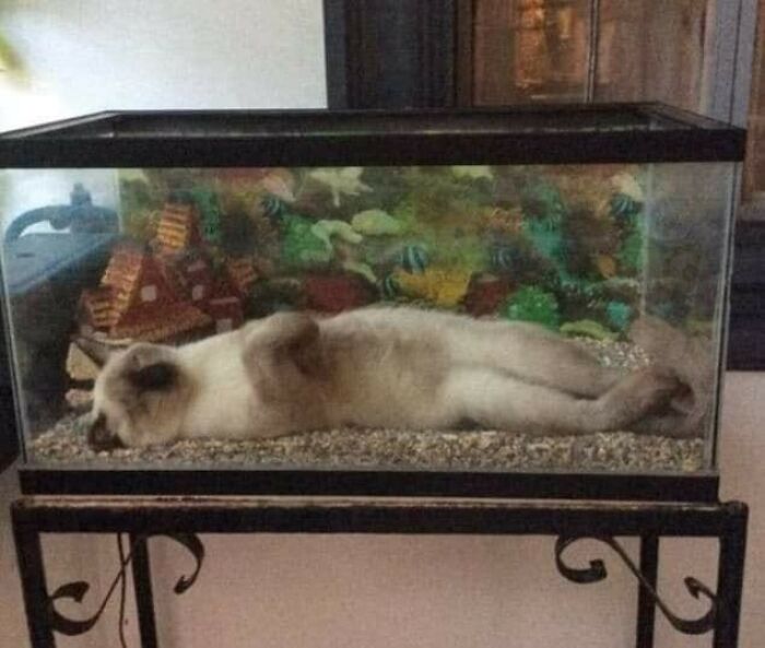 Funny-Unusual-Animal-Pics