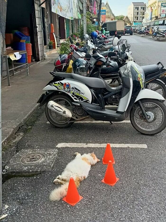 Funny-Unusual-Animal-Pics