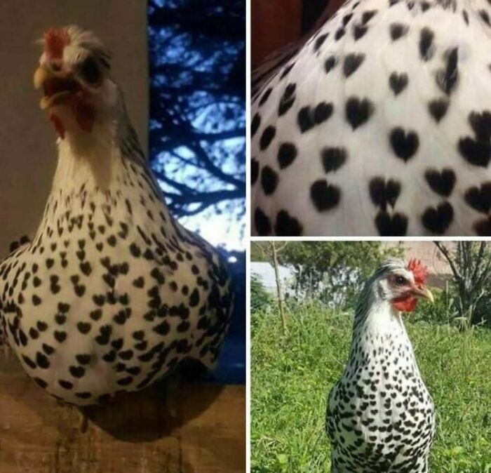 Funny-Unusual-Animal-Pics