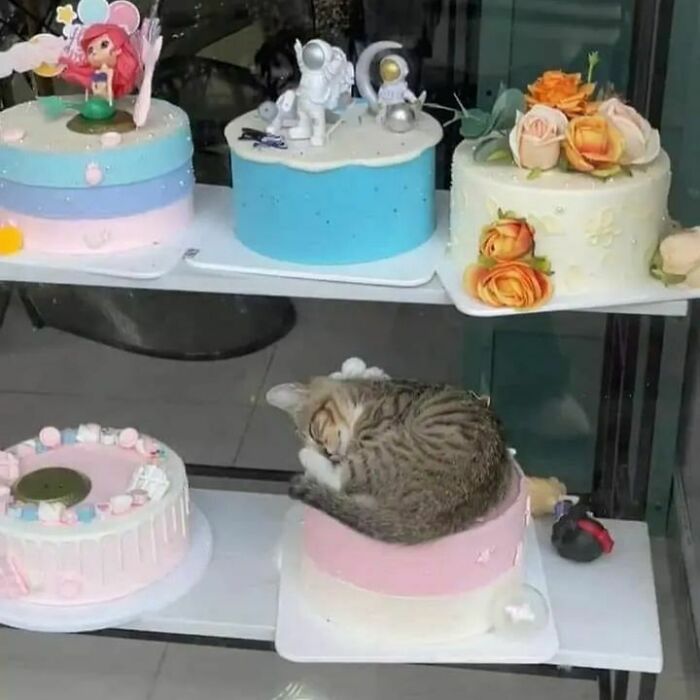 Funny-Unusual-Animal-Pics