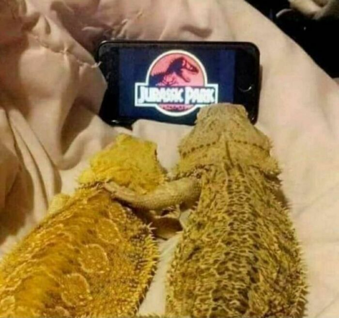 Funny-Unusual-Animal-Pics