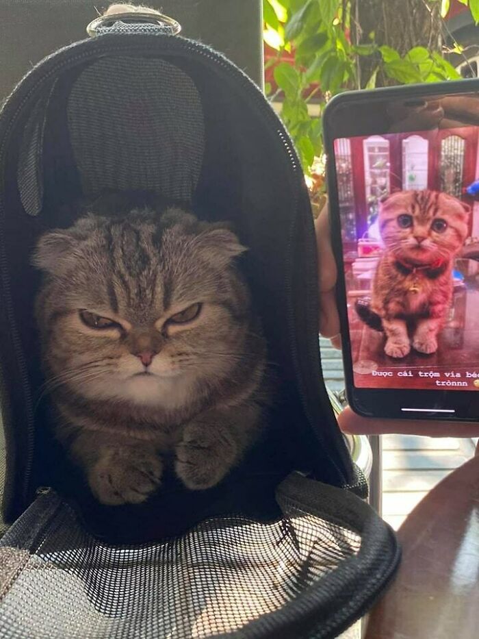 Funny-Unusual-Animal-Pics