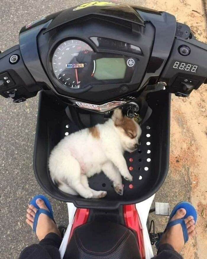 Funny-Unusual-Animal-Pics