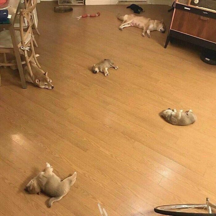 Funny-Unusual-Animal-Pics