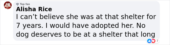 Shelter Dog Was Overlooked For Almost A Decade Until She Found Her Person