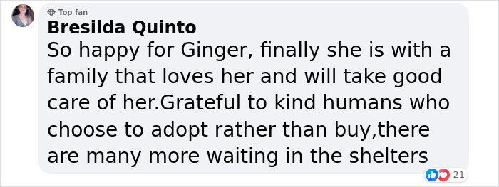 Shelter Dog Was Overlooked For Almost A Decade Until She Found Her Person