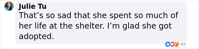 Shelter Dog Was Overlooked For Almost A Decade Until She Found Her Person