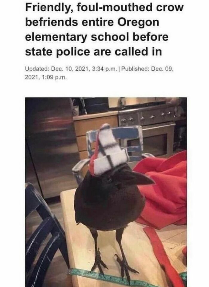 Funny-Bird-Memes