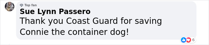 Saved After 8 Days In A Shipping Container, Connie The Dog Is Revealed To Be Expecting Saved After 8 Days In A Shipping Container, Connie The Dog Is Revealed To Be Expecting