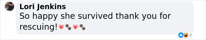 Saved After 8 Days In A Shipping Container, Connie The Dog Is Revealed To Be Expecting Saved After 8 Days In A Shipping Container, Connie The Dog Is Revealed To Be Expecting