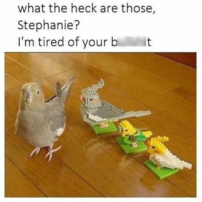 Funny-Bird-Memes