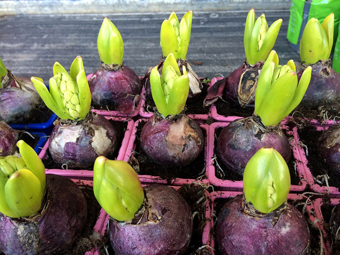 Multiple seasonal bulbs sprouting green shoots in a pot, ready for planting and garden growth.