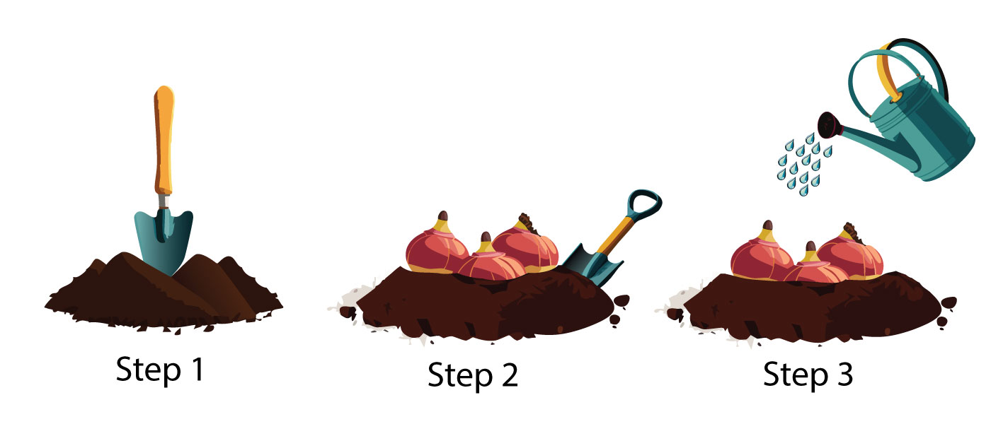Planting bulbs in soil with a trowel and watering can, illustrating seasonal bulbs to grow in your garden.