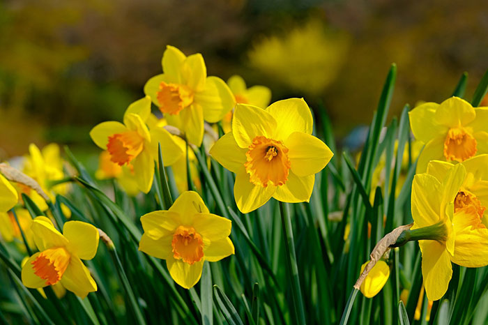 Yellow daffodil flowers blooming in a garden, showcasing seasonal bulbs ideal for planting in your garden.