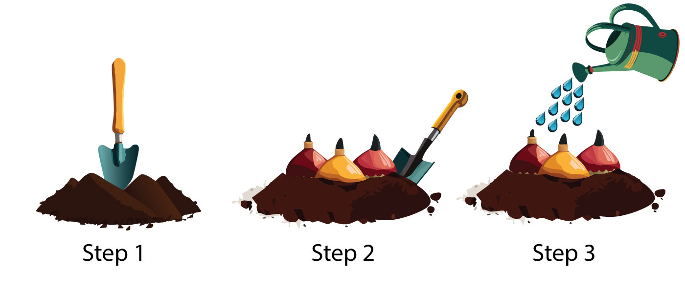 Illustration showing planting bulbs with shovel, bulbs in soil, and watering can adding water in garden steps.