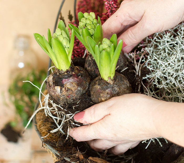 Hands planting seasonal bulbs in a pot, preparing soil to grow healthy garden bulbs for vibrant flowers.