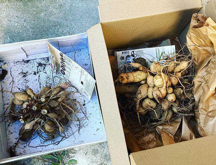Multiple seasonal bulbs laid out in carton boxes, ready for planting in your garden during the growing season.